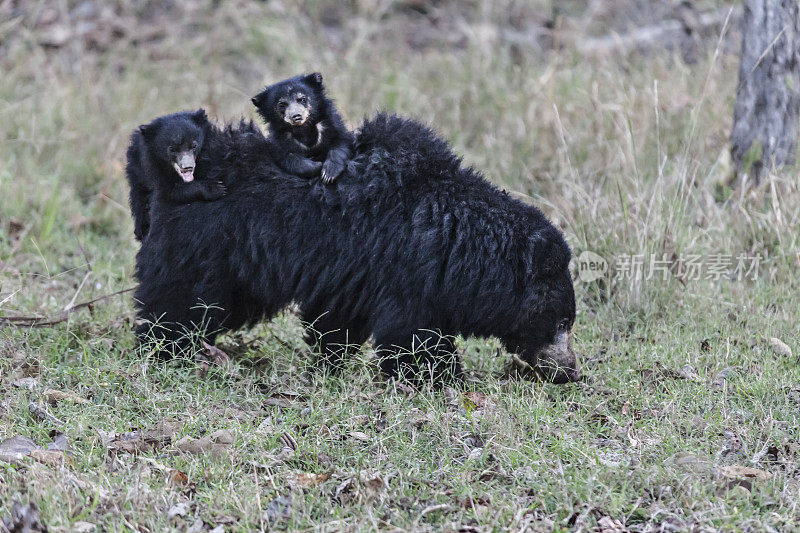 在印度中部的Satpura NP，一只母懒熊正在觅食，背上驮着两只六周大的幼崽